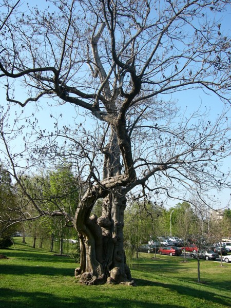 Twisted tree.JPG